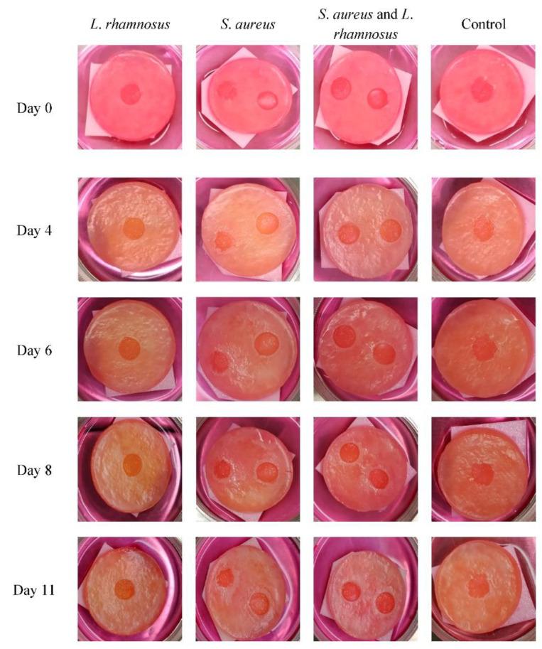 https://cdn.ncbi.nlm.nih.gov/pmc/blobs/1de7/9495785/60ff967dca4f/biology-11-01372-g011.jpg