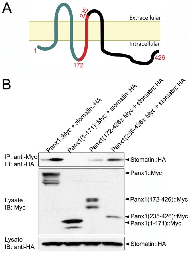 https://cdn.ncbi.nlm.nih.gov/pmc/blobs/1de8/3387187/45c165ff0648/pone.0039489.g004.jpg