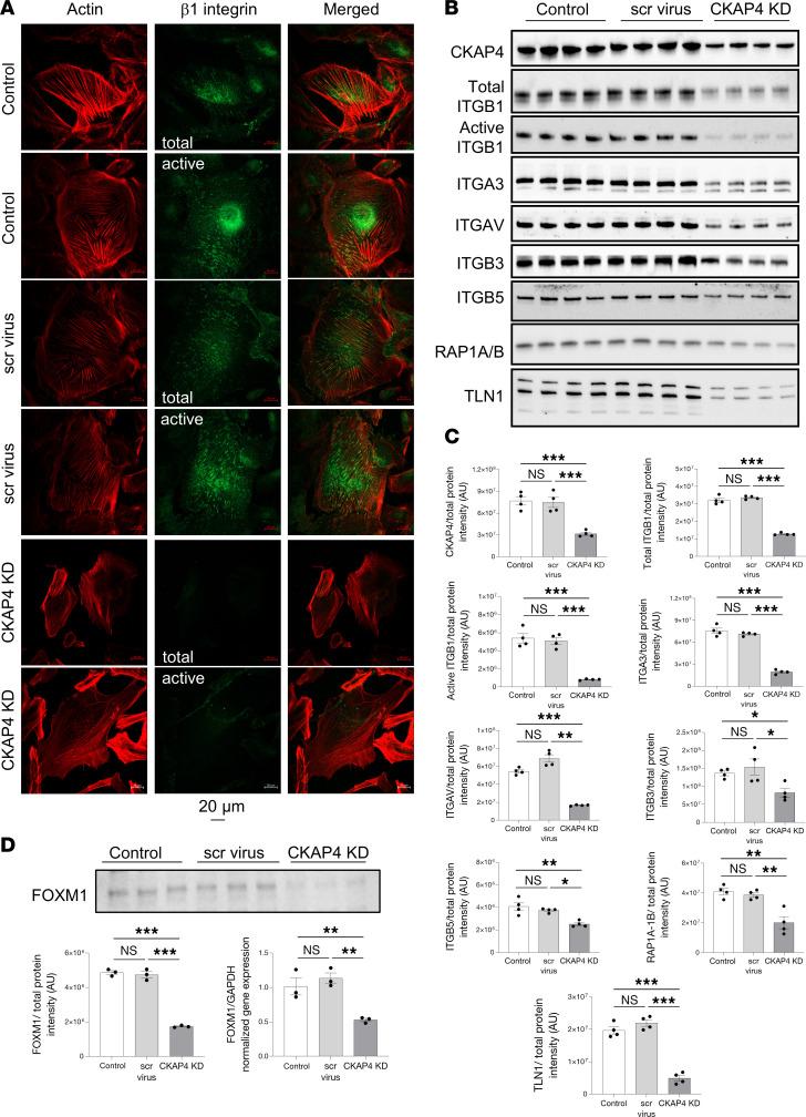 https://cdn.ncbi.nlm.nih.gov/pmc/blobs/1dea/12288980/6f8f50050d78/jciinsight-10-181298-g174.jpg