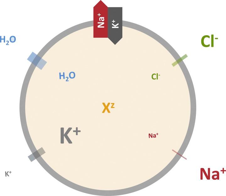 https://cdn.ncbi.nlm.nih.gov/pmc/blobs/1deb/6445581/f4721c5078c5/JGP_201812274_Fig1.jpg