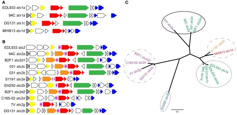 https://cdn.ncbi.nlm.nih.gov/pmc/blobs/1df3/3491183/bb5cf2496085/fcimb-02-00133-g005.jpg