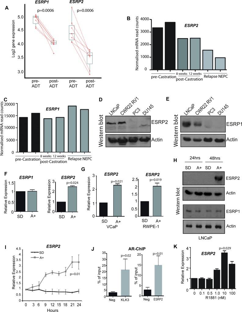 https://cdn.ncbi.nlm.nih.gov/pmc/blobs/1df5/6788855/db62337646d5/elife-47678-fig1.jpg