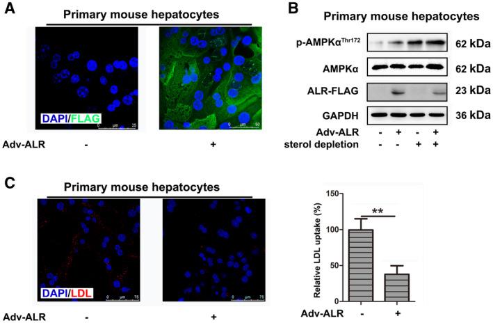 https://cdn.ncbi.nlm.nih.gov/pmc/blobs/1df6/7395071/874b526596c5/HEP4-4-1149-g008.jpg