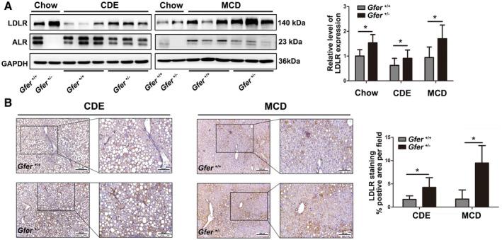 https://cdn.ncbi.nlm.nih.gov/pmc/blobs/1df6/7395071/b53b679fcef6/HEP4-4-1149-g003.jpg