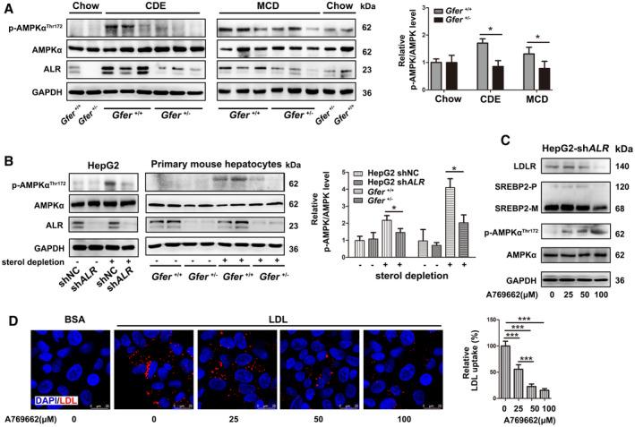 https://cdn.ncbi.nlm.nih.gov/pmc/blobs/1df6/7395071/bf6b25123a27/HEP4-4-1149-g006.jpg