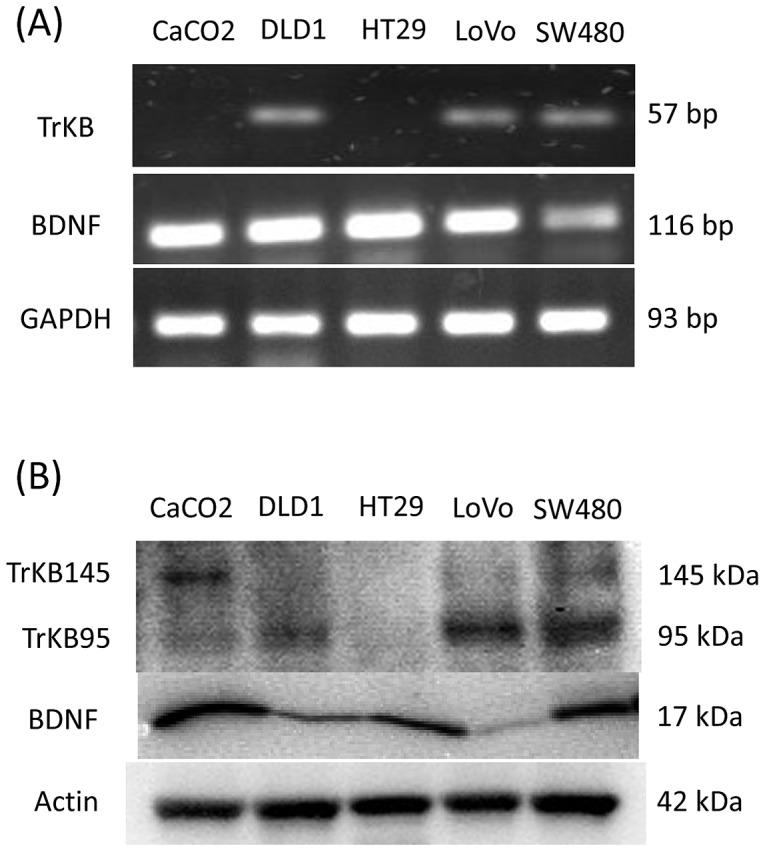 https://cdn.ncbi.nlm.nih.gov/pmc/blobs/1df9/4011754/8475a2fe61f6/pone.0096410.g003.jpg