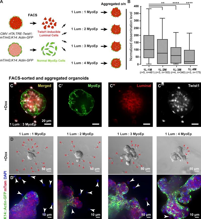 https://cdn.ncbi.nlm.nih.gov/pmc/blobs/1df9/6168248/3bfb6d798b4d/JCB_201802144_Fig3.jpg