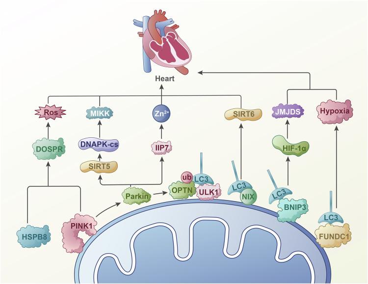 https://cdn.ncbi.nlm.nih.gov/pmc/blobs/1dfb/11685431/1a9b3b4809ee/41419_2024_7303_Fig2_HTML.jpg