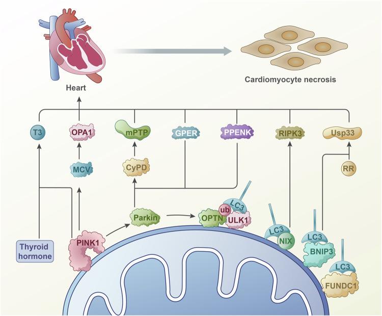 https://cdn.ncbi.nlm.nih.gov/pmc/blobs/1dfb/11685431/4b989dd869e9/41419_2024_7303_Fig3_HTML.jpg