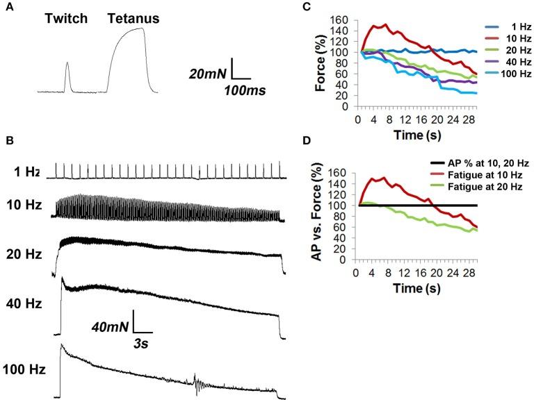 https://cdn.ncbi.nlm.nih.gov/pmc/blobs/1e01/5130989/366c41e5967d/fncel-10-00276-g0004.jpg