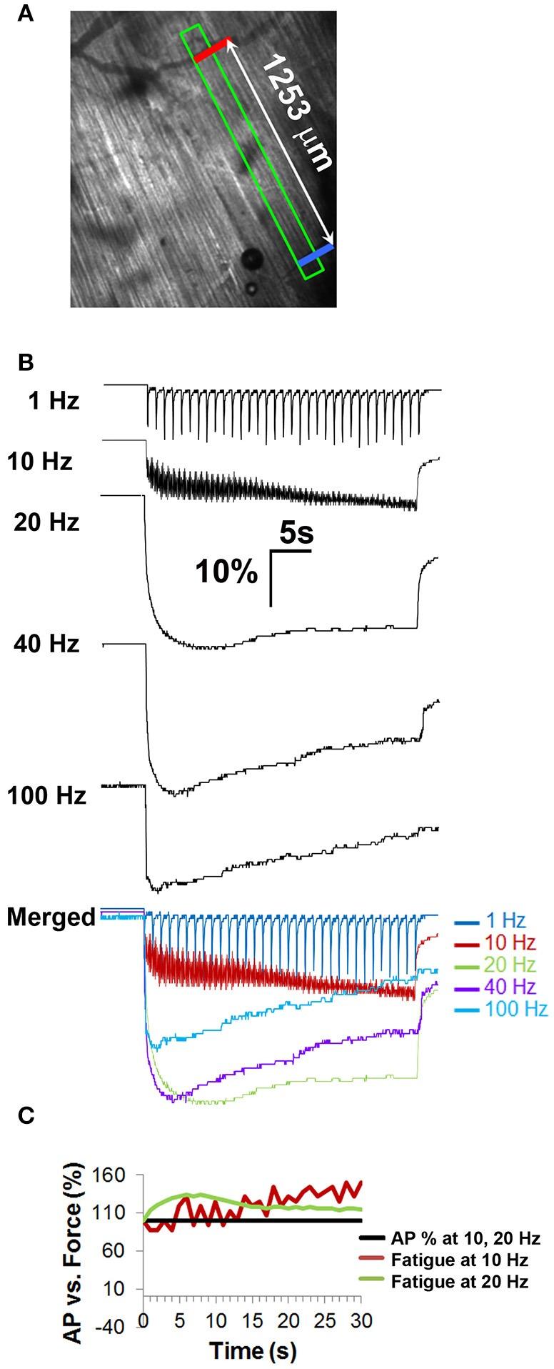 https://cdn.ncbi.nlm.nih.gov/pmc/blobs/1e01/5130989/5afdf33933fc/fncel-10-00276-g0005.jpg