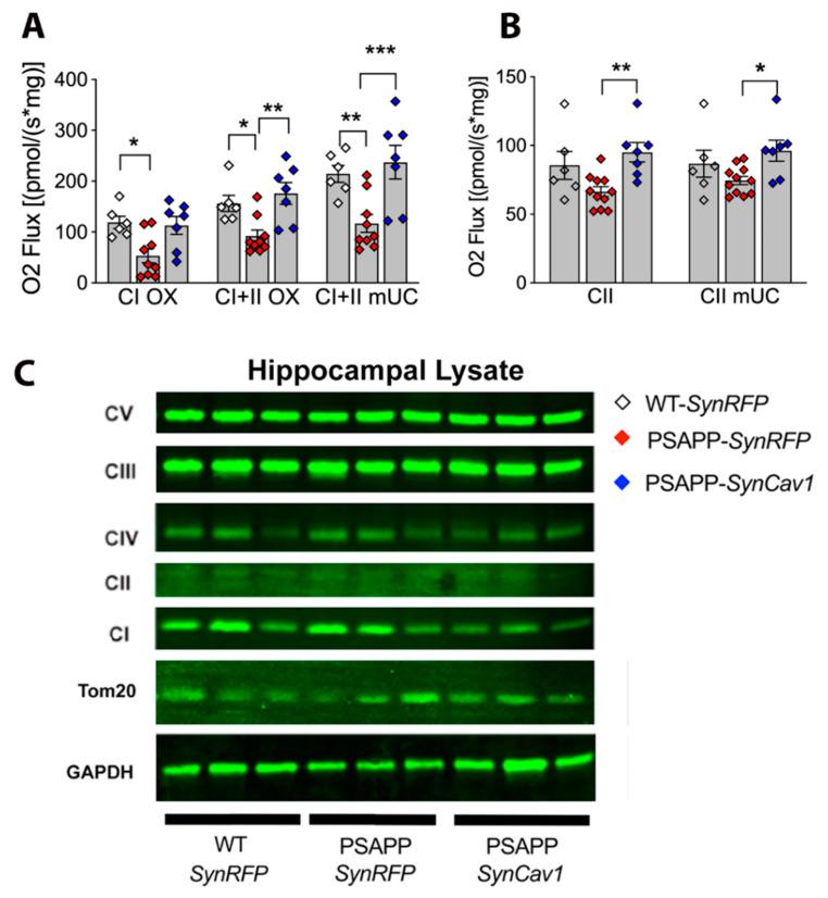 https://cdn.ncbi.nlm.nih.gov/pmc/blobs/1e09/8467690/55800e716cfc/cells-10-02487-g005.jpg