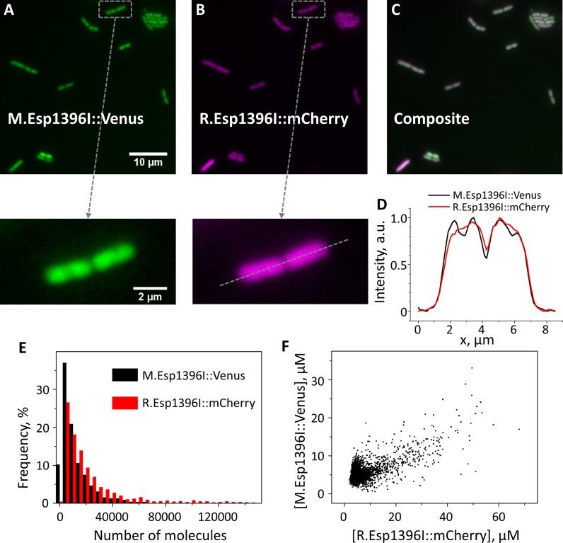 https://cdn.ncbi.nlm.nih.gov/pmc/blobs/1e0d/4737168/6c9afdfa5f0d/gkv1490fig2.jpg