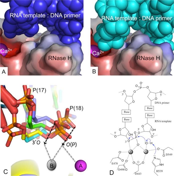 https://cdn.ncbi.nlm.nih.gov/pmc/blobs/1e0e/4081091/582097cd2610/gku487fig5.jpg