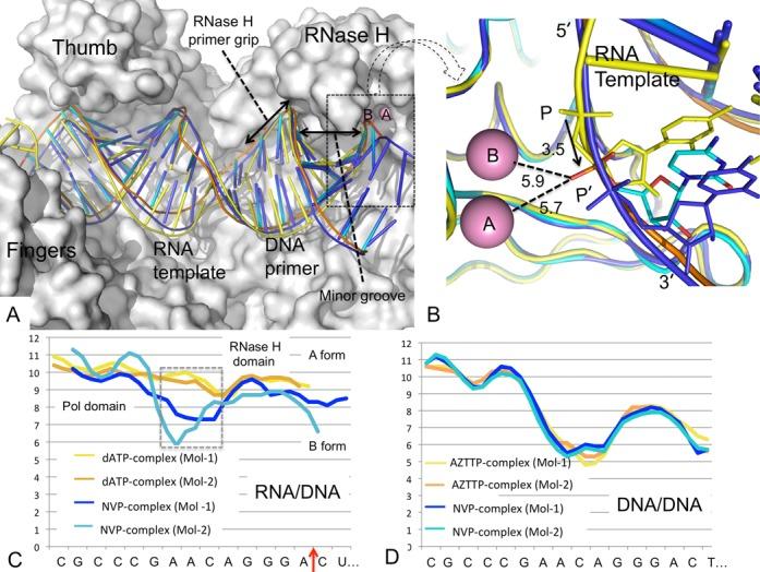https://cdn.ncbi.nlm.nih.gov/pmc/blobs/1e0e/4081091/91a678b317ec/gku487fig3.jpg