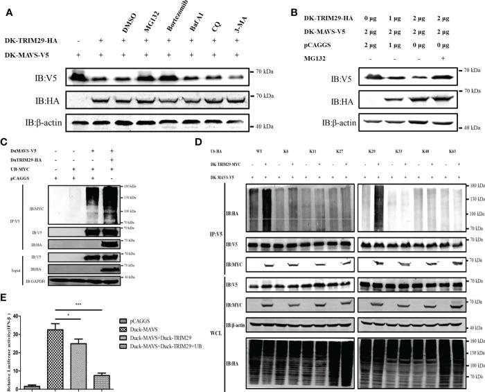 https://cdn.ncbi.nlm.nih.gov/pmc/blobs/1e0e/9853200/46e9943700e3/fimmu-13-1016214-g010.jpg