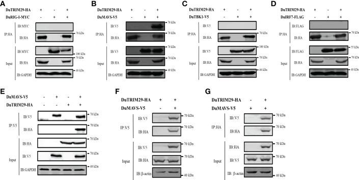 https://cdn.ncbi.nlm.nih.gov/pmc/blobs/1e0e/9853200/92af45290e9c/fimmu-13-1016214-g007.jpg