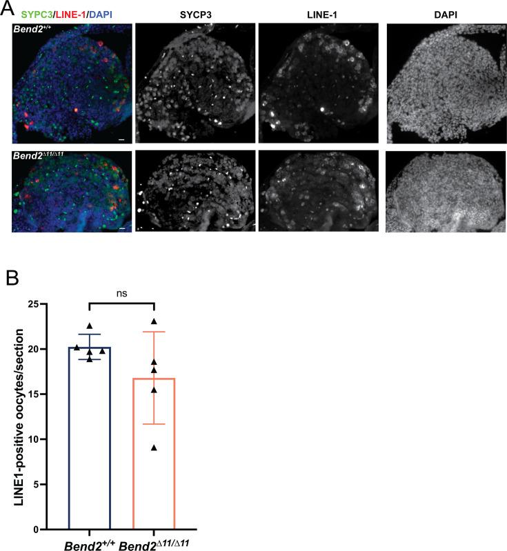 https://cdn.ncbi.nlm.nih.gov/pmc/blobs/1e0f/12367297/3d0c05a4fa3b/elife-96052-fig5-figsupp2.jpg