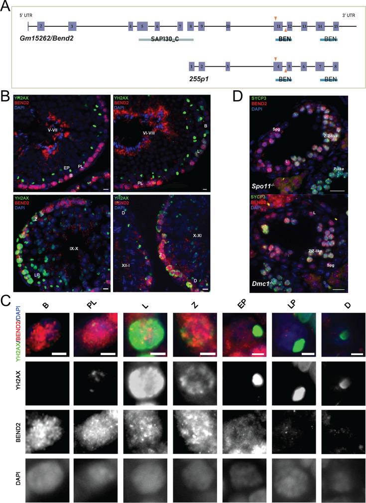 https://cdn.ncbi.nlm.nih.gov/pmc/blobs/1e0f/12367297/ed7519b66735/elife-96052-fig1.jpg
