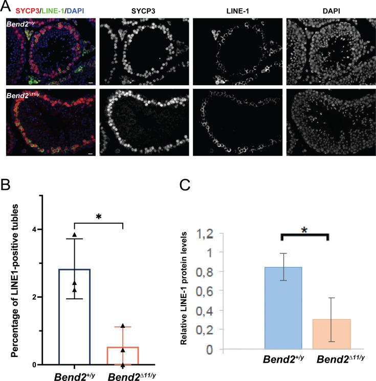 https://cdn.ncbi.nlm.nih.gov/pmc/blobs/1e0f/12367297/efe256e677e7/elife-96052-fig4-figsupp2.jpg