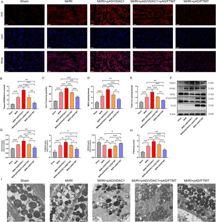 https://cdn.ncbi.nlm.nih.gov/pmc/blobs/1e12/12185369/2a19c2084c7d/JCMM-29-e70650-g007.jpg