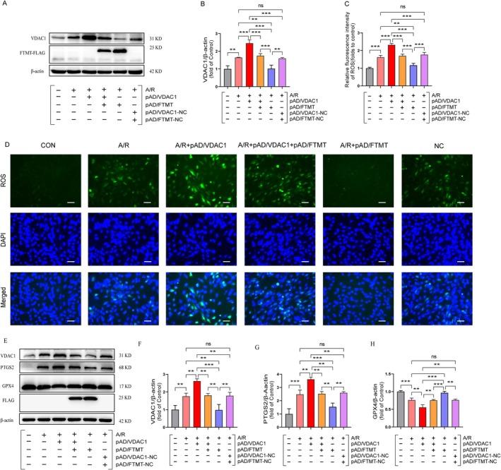 https://cdn.ncbi.nlm.nih.gov/pmc/blobs/1e12/12185369/5f5b4da967d0/JCMM-29-e70650-g008.jpg