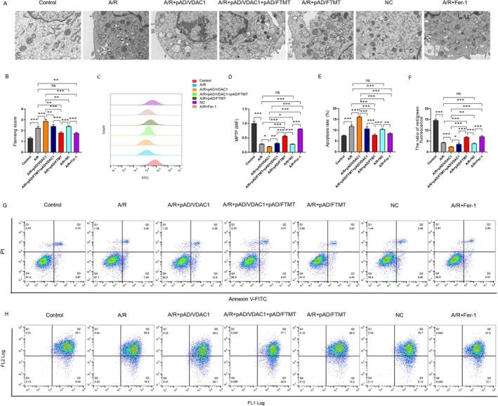 https://cdn.ncbi.nlm.nih.gov/pmc/blobs/1e12/12185369/6e14d4094742/JCMM-29-e70650-g001.jpg