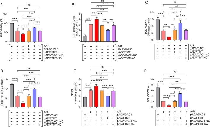https://cdn.ncbi.nlm.nih.gov/pmc/blobs/1e12/12185369/93de5e78bff9/JCMM-29-e70650-g005.jpg
