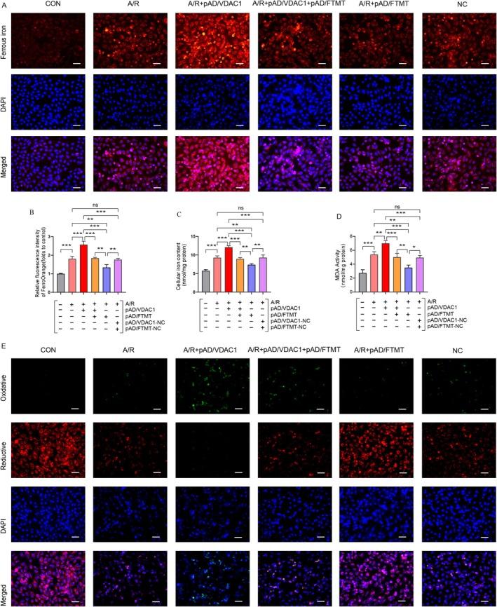 https://cdn.ncbi.nlm.nih.gov/pmc/blobs/1e12/12185369/966926c29386/JCMM-29-e70650-g002.jpg