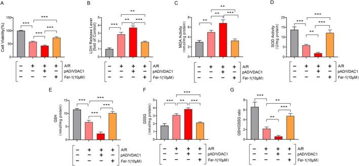 https://cdn.ncbi.nlm.nih.gov/pmc/blobs/1e12/12185369/d83cd8b44c2d/JCMM-29-e70650-g010.jpg