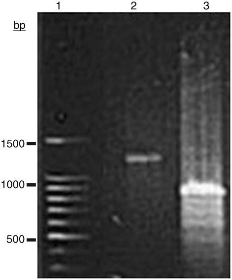 https://cdn.ncbi.nlm.nih.gov/pmc/blobs/1e15/3001053/72b091f7e353/gkq662f1.jpg