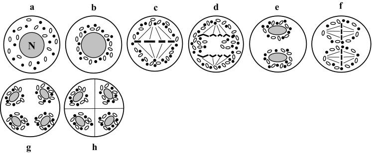 https://cdn.ncbi.nlm.nih.gov/pmc/blobs/1e16/5486550/904684b95a45/425_2017_2706_Fig4_HTML.jpg