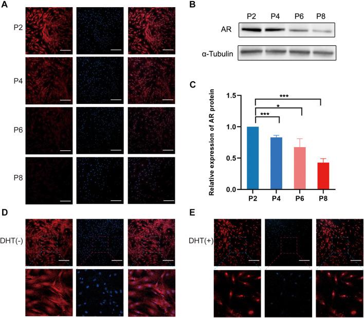 https://cdn.ncbi.nlm.nih.gov/pmc/blobs/1e1b/8484716/6e902543f807/fcell-09-724310-g001.jpg