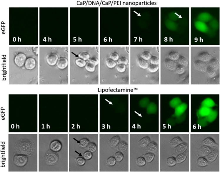 https://cdn.ncbi.nlm.nih.gov/pmc/blobs/1e1e/5442419/9e65fd097ebf/gt201713f6.jpg