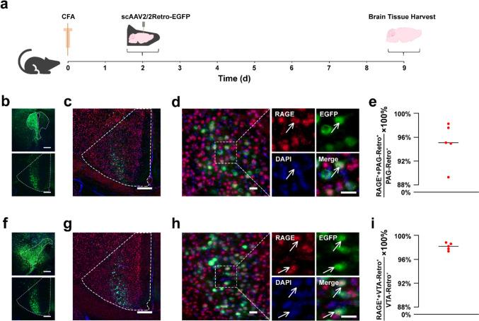 https://cdn.ncbi.nlm.nih.gov/pmc/blobs/1e20/12078453/e99d0c9485d7/12035_2025_4713_Fig4_HTML.jpg