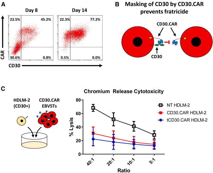 https://cdn.ncbi.nlm.nih.gov/pmc/blobs/1e24/11223124/bedb1d6faac1/gr3.jpg