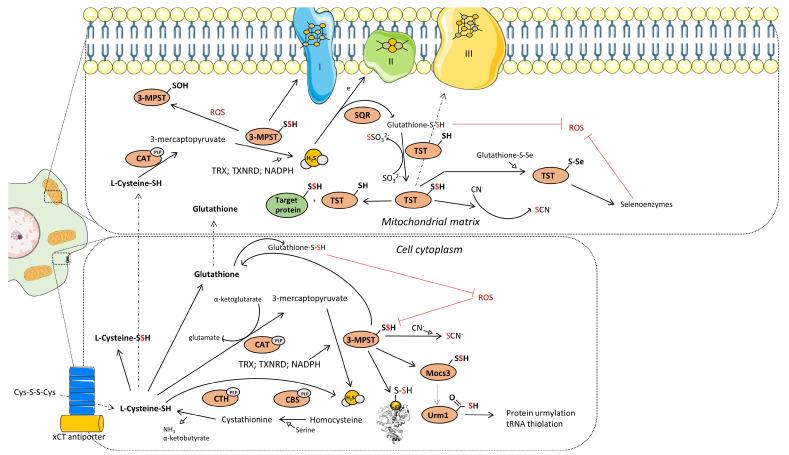 https://cdn.ncbi.nlm.nih.gov/pmc/blobs/1e31/11274876/aeed9e4a3502/biomolecules-14-00746-g002.jpg