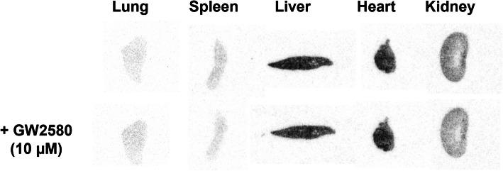 https://cdn.ncbi.nlm.nih.gov/pmc/blobs/1e34/12075084/cb0ff772c5f9/41181_2025_345_Fig7_HTML.jpg