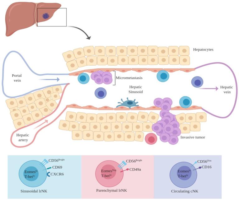 https://cdn.ncbi.nlm.nih.gov/pmc/blobs/1e35/7764114/1f86ed5f891c/cancers-12-03694-g002.jpg