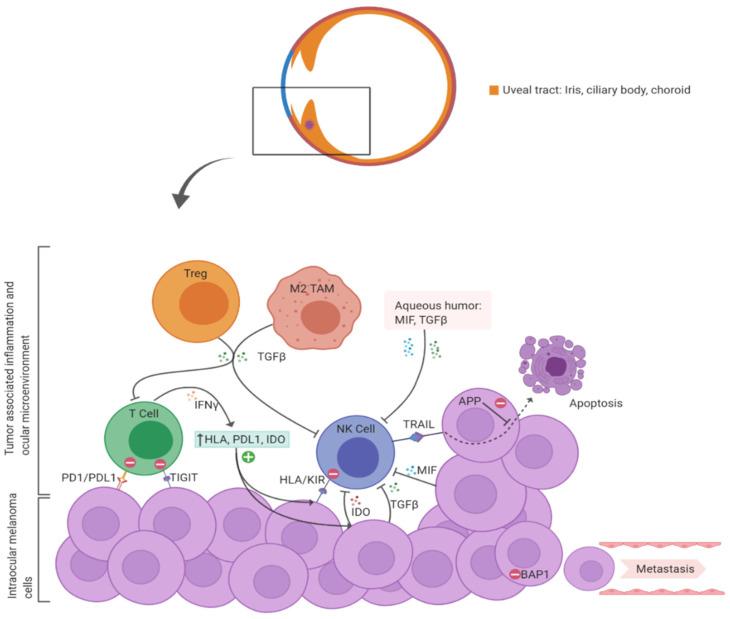 https://cdn.ncbi.nlm.nih.gov/pmc/blobs/1e35/7764114/fd5d542ffe52/cancers-12-03694-g001.jpg