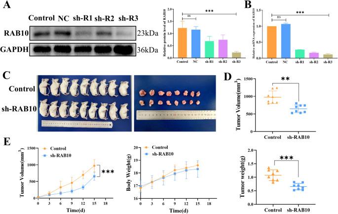 https://cdn.ncbi.nlm.nih.gov/pmc/blobs/1e39/12259503/0a5d4fb8773e/18_2025_5788_Fig3_HTML.jpg