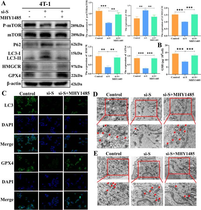 https://cdn.ncbi.nlm.nih.gov/pmc/blobs/1e39/12259503/6077bbff9442/18_2025_5788_Fig10_HTML.jpg