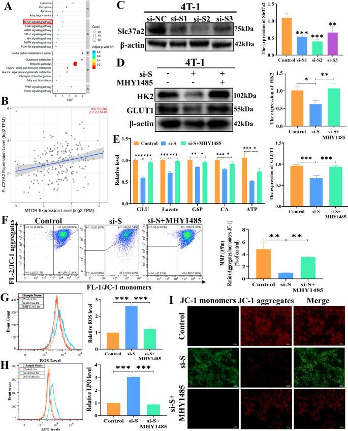 https://cdn.ncbi.nlm.nih.gov/pmc/blobs/1e39/12259503/b43aae1050ec/18_2025_5788_Fig9_HTML.jpg