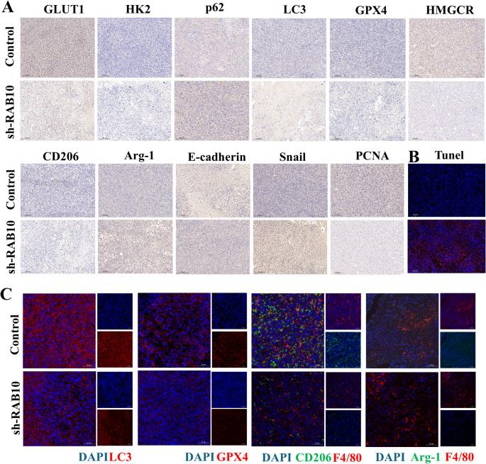 https://cdn.ncbi.nlm.nih.gov/pmc/blobs/1e39/12259503/c6669d33a9a9/18_2025_5788_Fig7_HTML.jpg