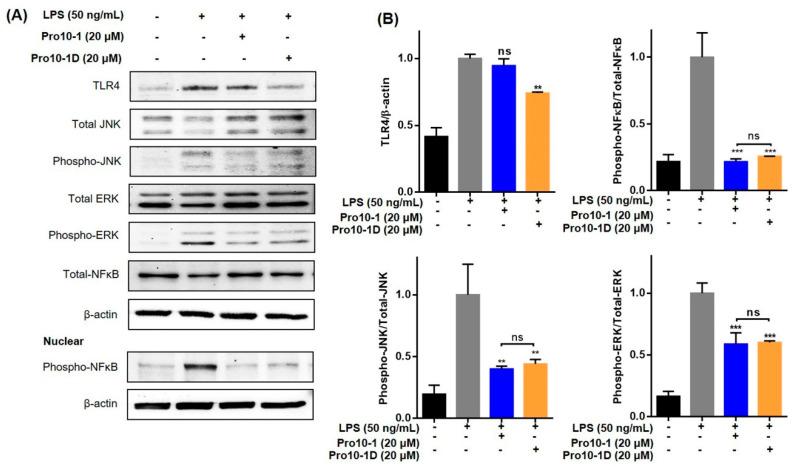 https://cdn.ncbi.nlm.nih.gov/pmc/blobs/1e3d/7504360/8bd11af4b5e6/ijms-21-06216-g010.jpg