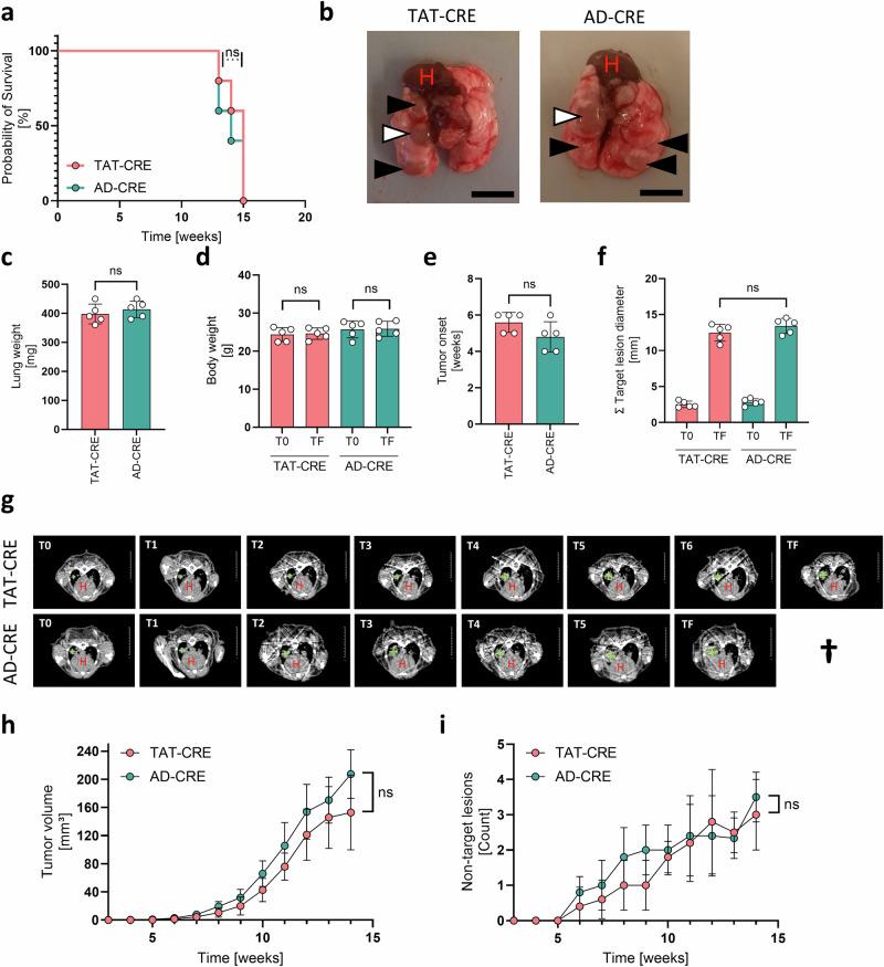https://cdn.ncbi.nlm.nih.gov/pmc/blobs/1e3e/12075843/f52e5f43aa71/42003_2025_8146_Fig1_HTML.jpg