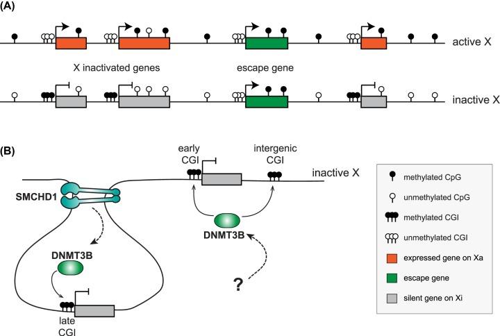 https://cdn.ncbi.nlm.nih.gov/pmc/blobs/1e45/6923323/6a0832ea45c5/ebc-63-ebc20190034-g2.jpg