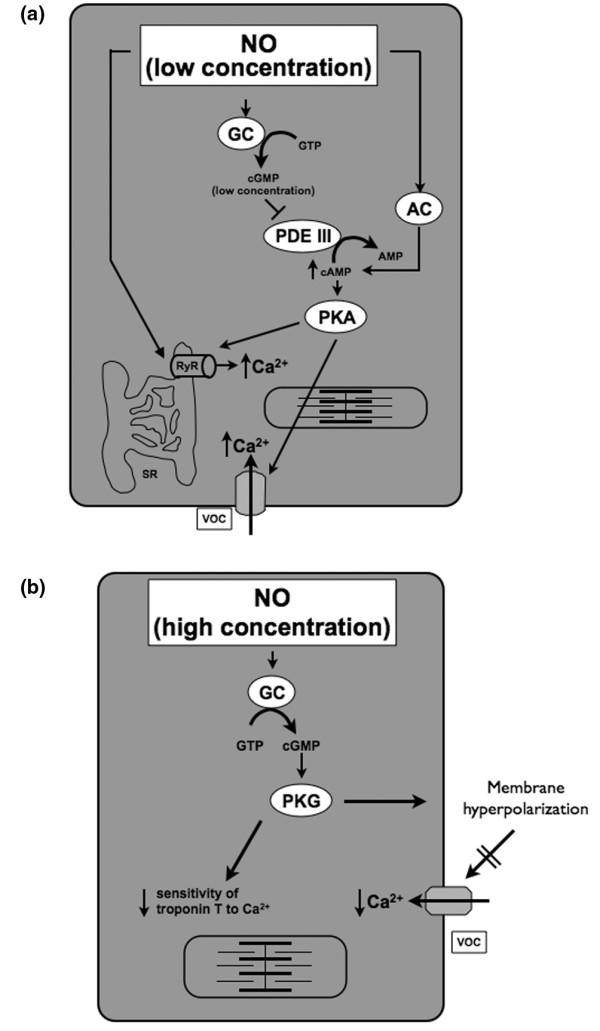 https://cdn.ncbi.nlm.nih.gov/pmc/blobs/1e4b/2750127/48818f669941/cc7706-3.jpg