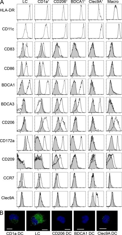 https://cdn.ncbi.nlm.nih.gov/pmc/blobs/1e4b/3328358/128224396cc0/JEM_20111457_Fig3.jpg