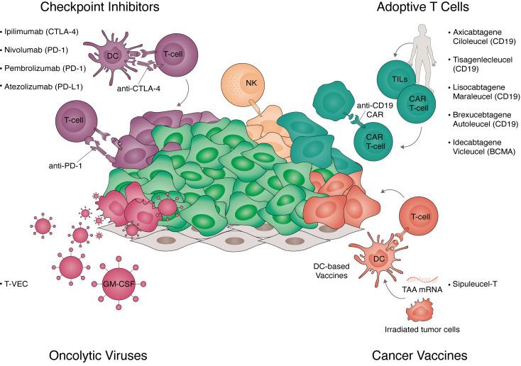 https://cdn.ncbi.nlm.nih.gov/pmc/blobs/1e50/8336566/25c9cbbaedfb/fimmu-12-714822-g001.jpg